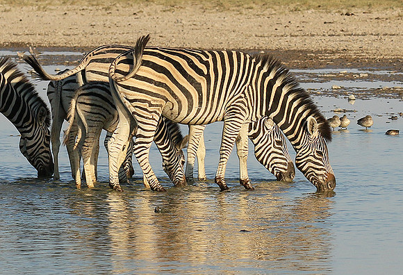 Makgadikgadi