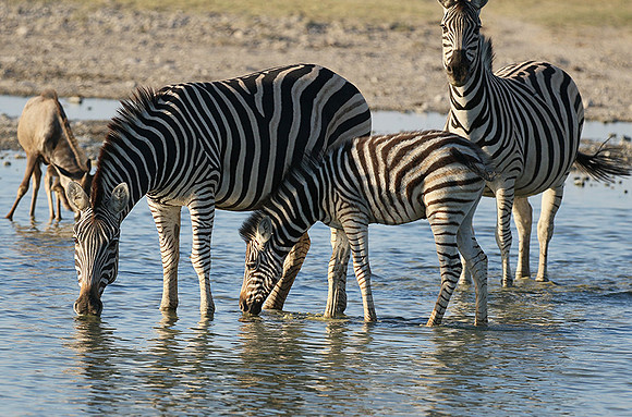 Makgadikgadi