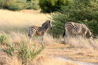 Moremi game reserve