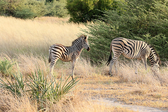 Moremi game reserve