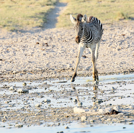 Makgadikgadi