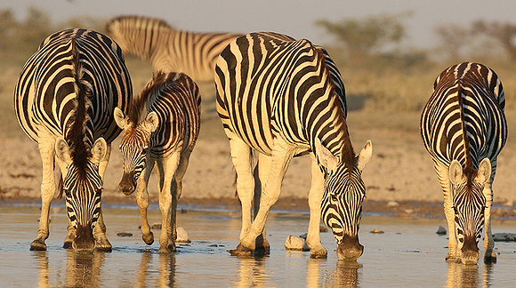 Makgadikgadi
