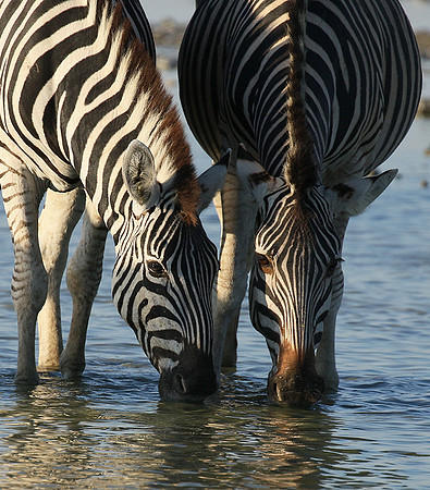 Makgadikgadi