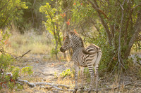 Moremi game reserve