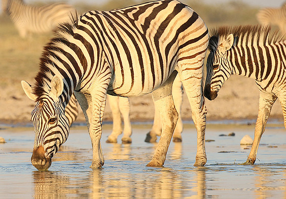 Makgadikgadi