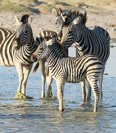 Makgadikgadi