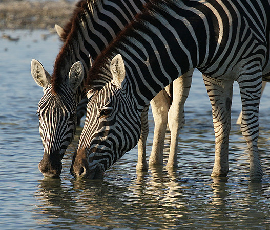 Makgadikgadi
