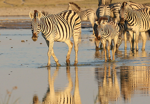 Makgadikgadi