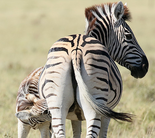 Makgadikgadi