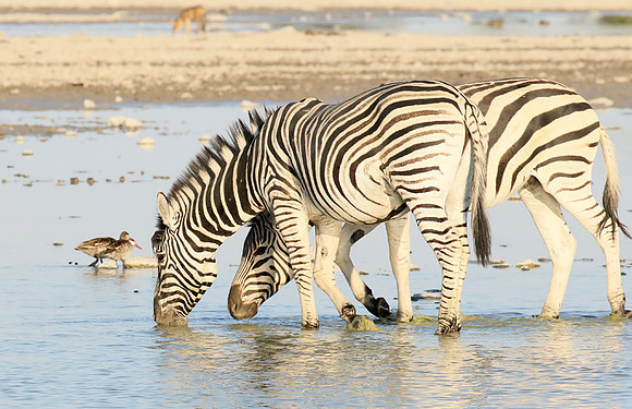 Makgadikgadi