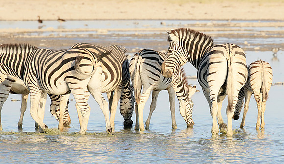Makgadikgadi