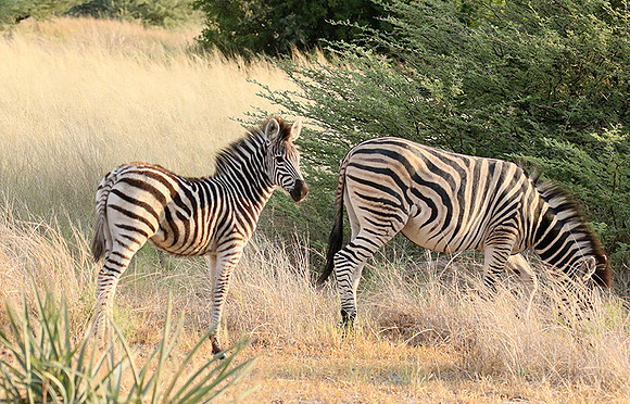 Moremi game reserve