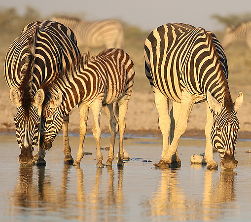 Makgadikgadi