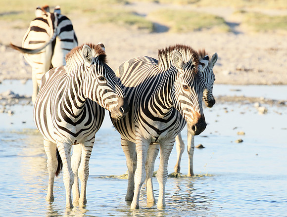 Makgadikgadi
