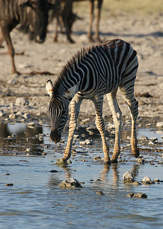 Makgadikgadi