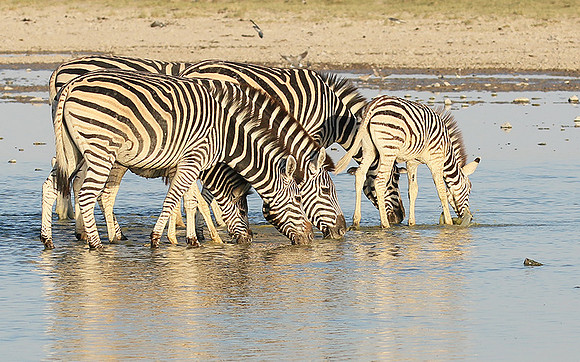 Makgadikgadi