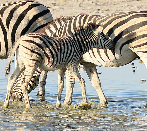 Makgadikgadi