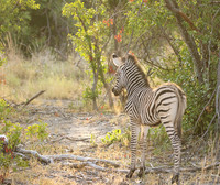 Moremi game reserve