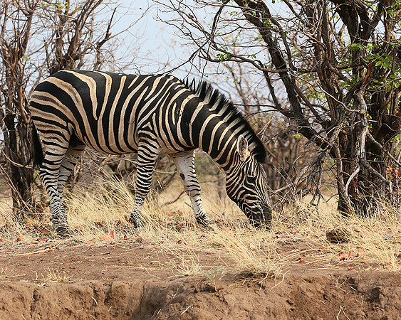 Zebra at Mashatu game reserve