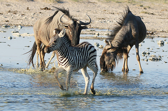 Makgadikgadi