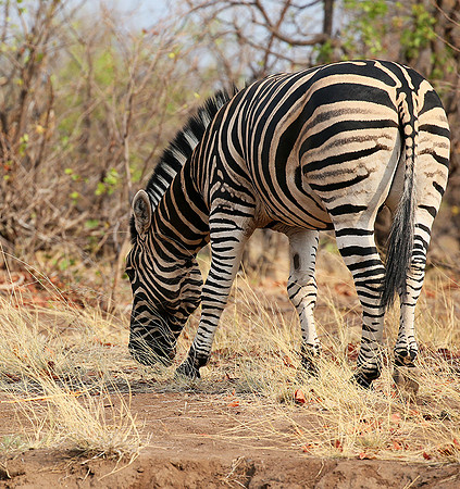 Zebra at Mashatu game reserve