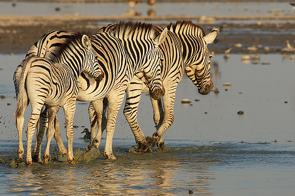 Makgadikgadi