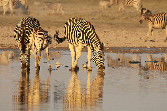 Makgadikgadi