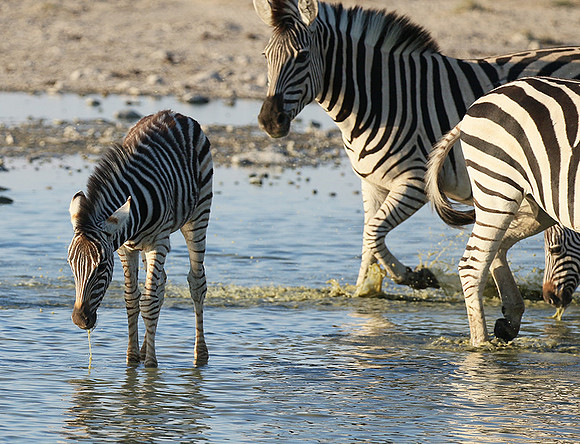 Makgadikgadi