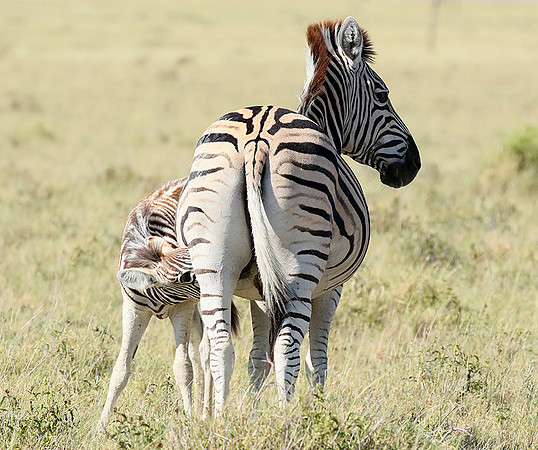 Makgadikgadi