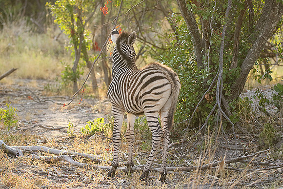 Moremi game reserve