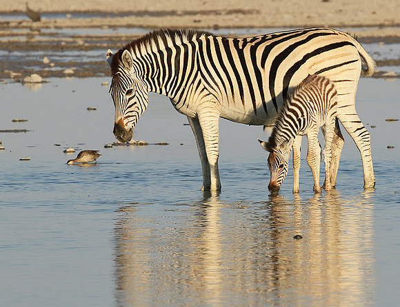 Makgadikgadi