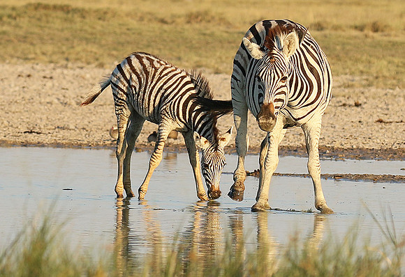 Makgadikgadi
