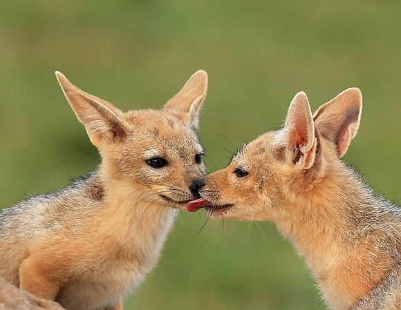 Black-backed chacal cubs - Masaï Mara