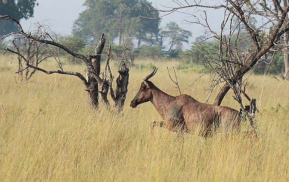 Delta of Okavango