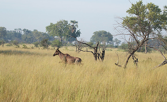 Delta of Okavango