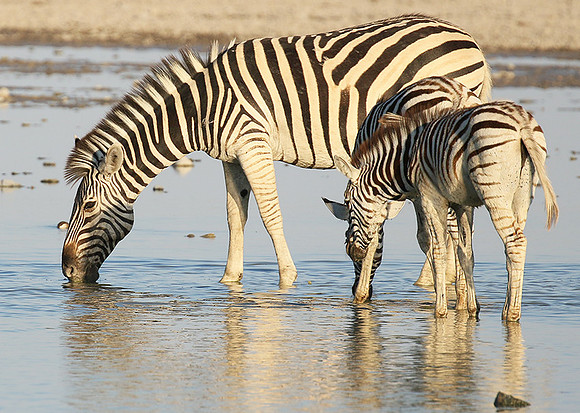 Makgadikgadi