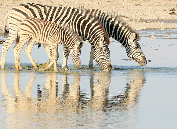 Makgadikgadi