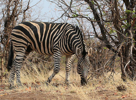 Zebra at Mashatu game reserve