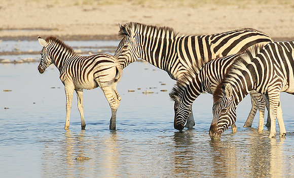 Makgadikgadi