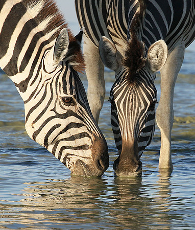 Makgadikgadi