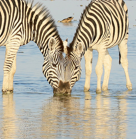 Makgadikgadi