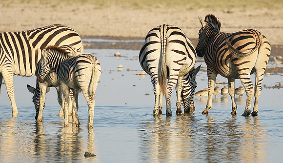 Makgadikgadi