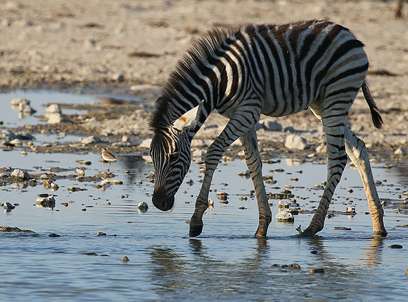 Makgadikgadi