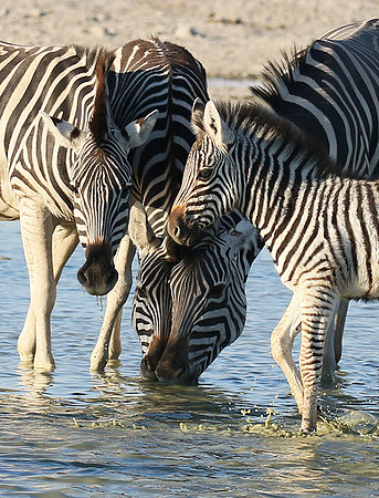Makgadikgadi