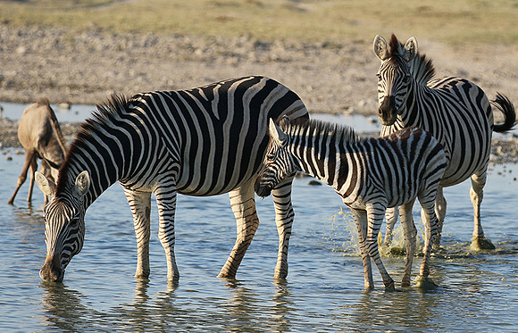 Makgadikgadi