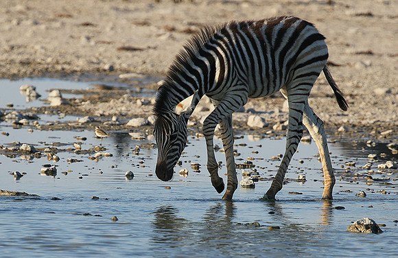 Makgadikgadi