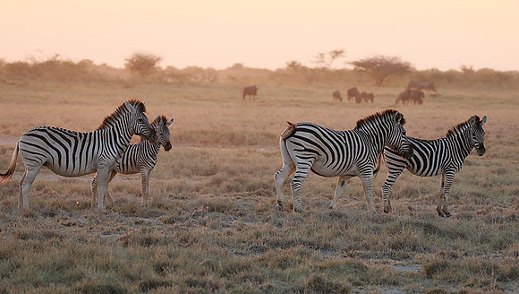 Makgadikgadi