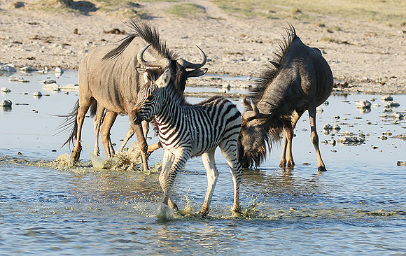 Makgadikgadi