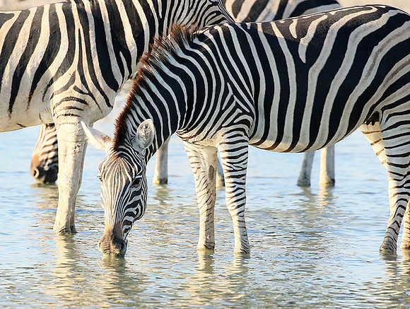 Makgadikgadi
