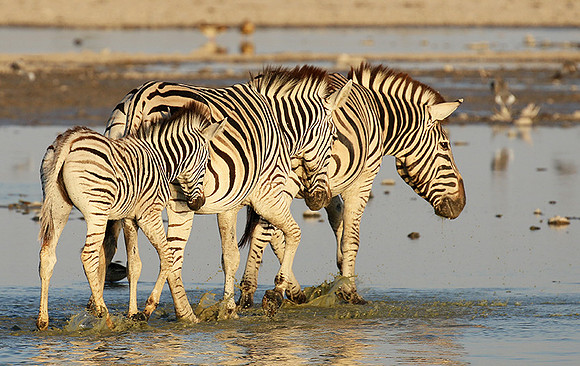 Makgadikgadi
